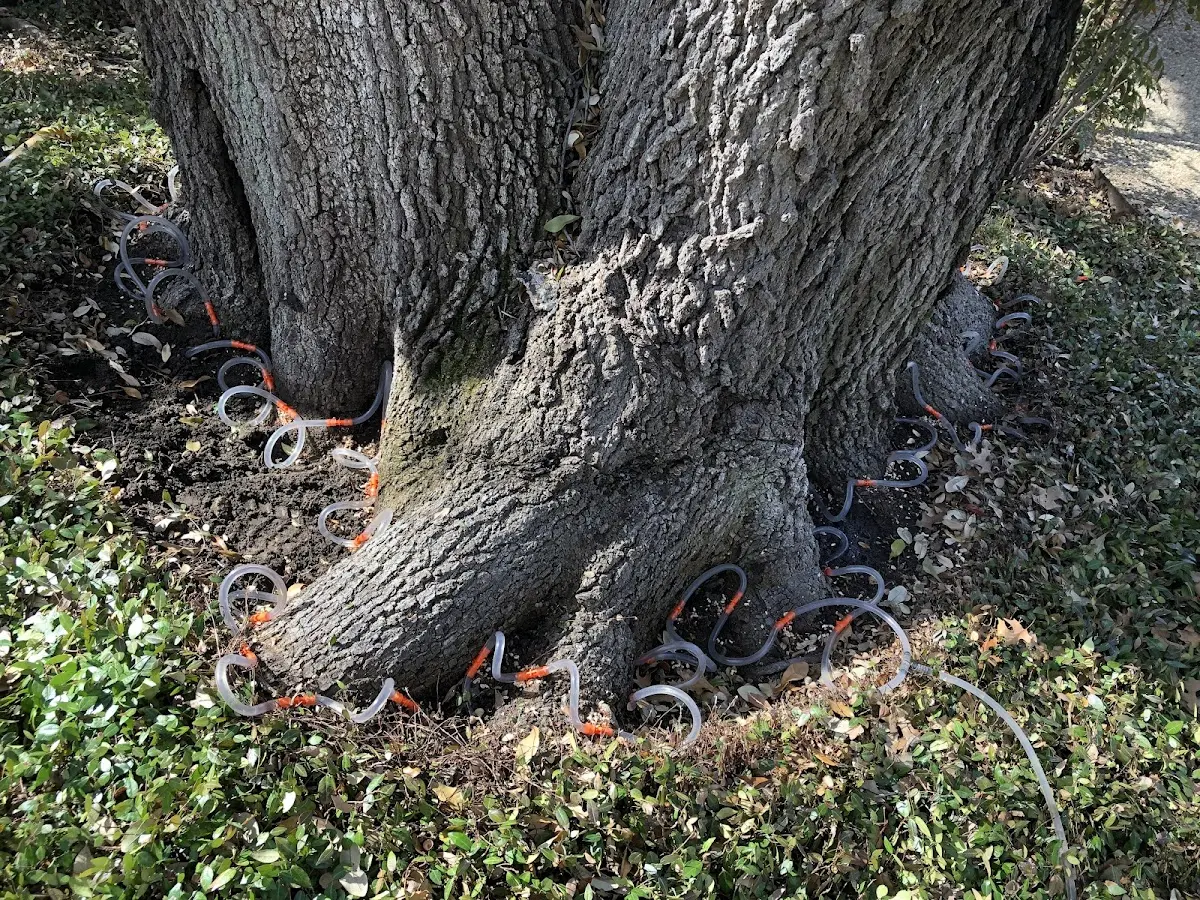 Detailed Tree Cabling and Bracing job site in New Brockton