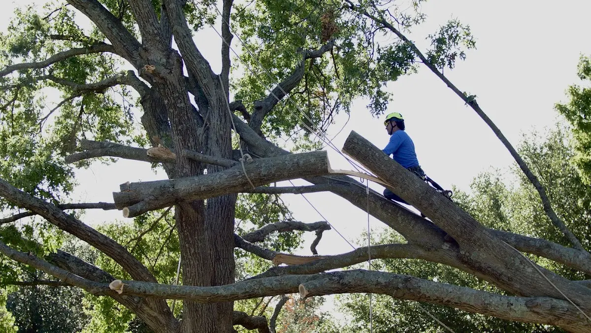 Professional Crown Thinning performed by certified arborists in New Brockton